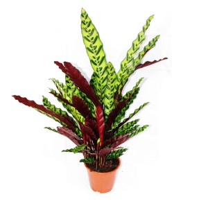 Calathea Lancifolia mit auffälligem Blattmuster im Topf, ca. 60-70cm hoch.