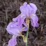 Nahaufnahme einer blass-violetten Dalmatischen Schwertlilie (Iris pallida) mit Wassertropfen.