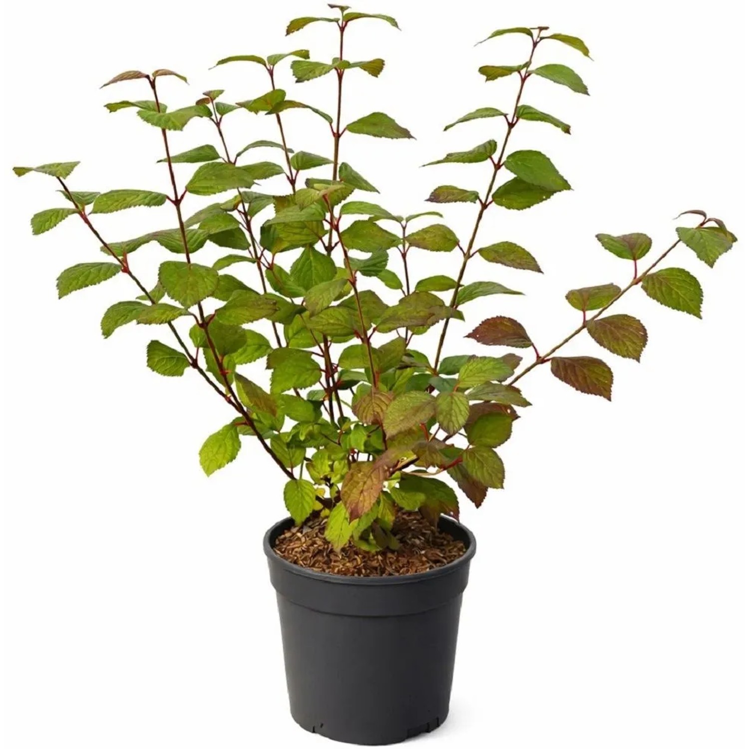 Etagen-Schneeball "Opening Day" ® Höhe ca. 30 cm Topf ca. 2,8 l Viburnum
