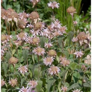 Bradburies Indianernessel: Blassrosa Blüten der Monarda bradburiana im Gartenbeet.
