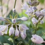 Blühende Funkie (Hosta) mit blau-grauen Blüten im Topf, geeignet für schattige Standorte.