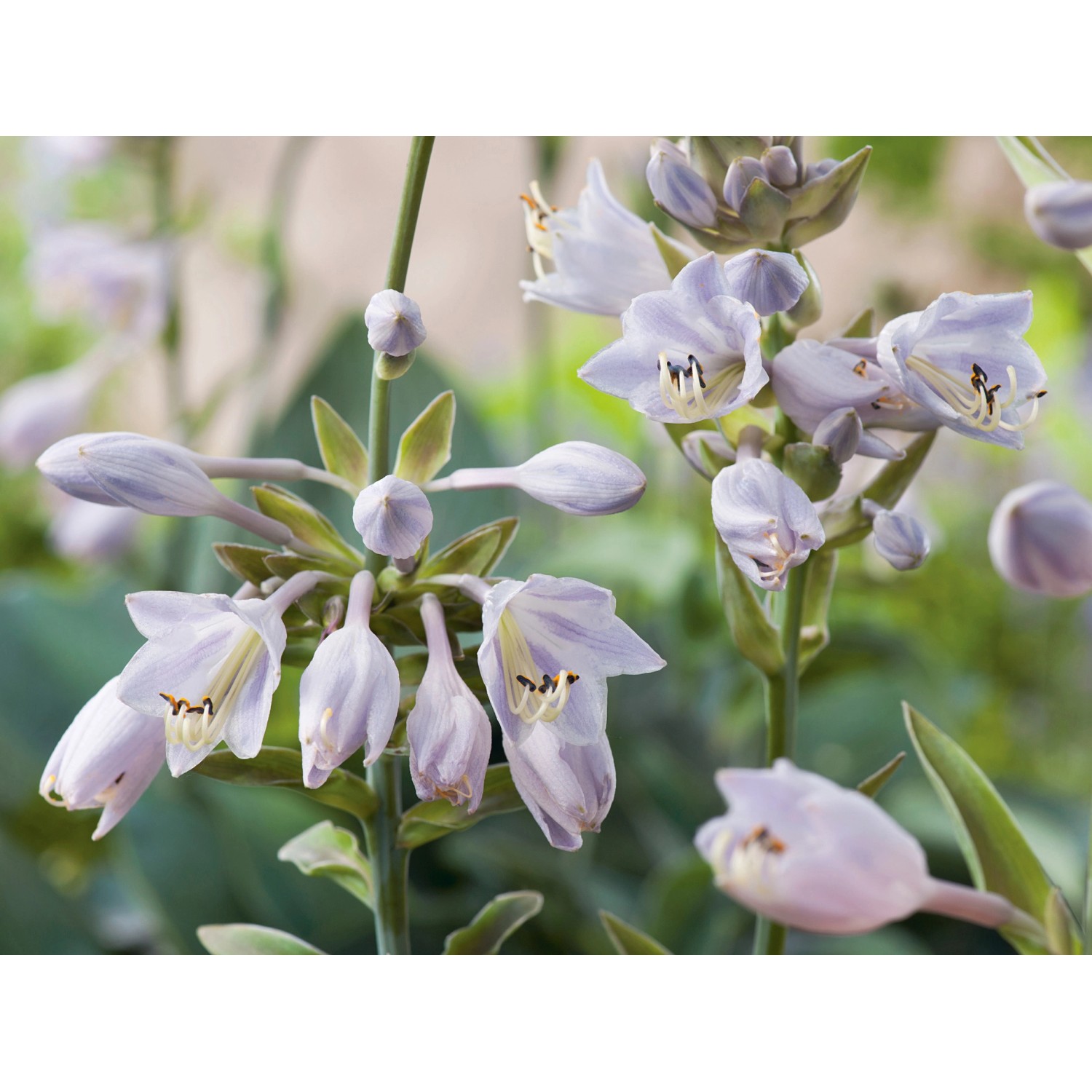 Blühende Funkie (Hosta) mit blau-grauen Blüten im Topf, geeignet für schattige Standorte.