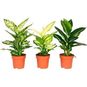 Drei Dieffenbachie Zimmerpflanzen im Topf, verschiedene Sorten der GROW by OBI Kollektion.