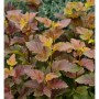 Blasenspiere Amber Jubilee 80-100cm - Physocarpus opulifolius