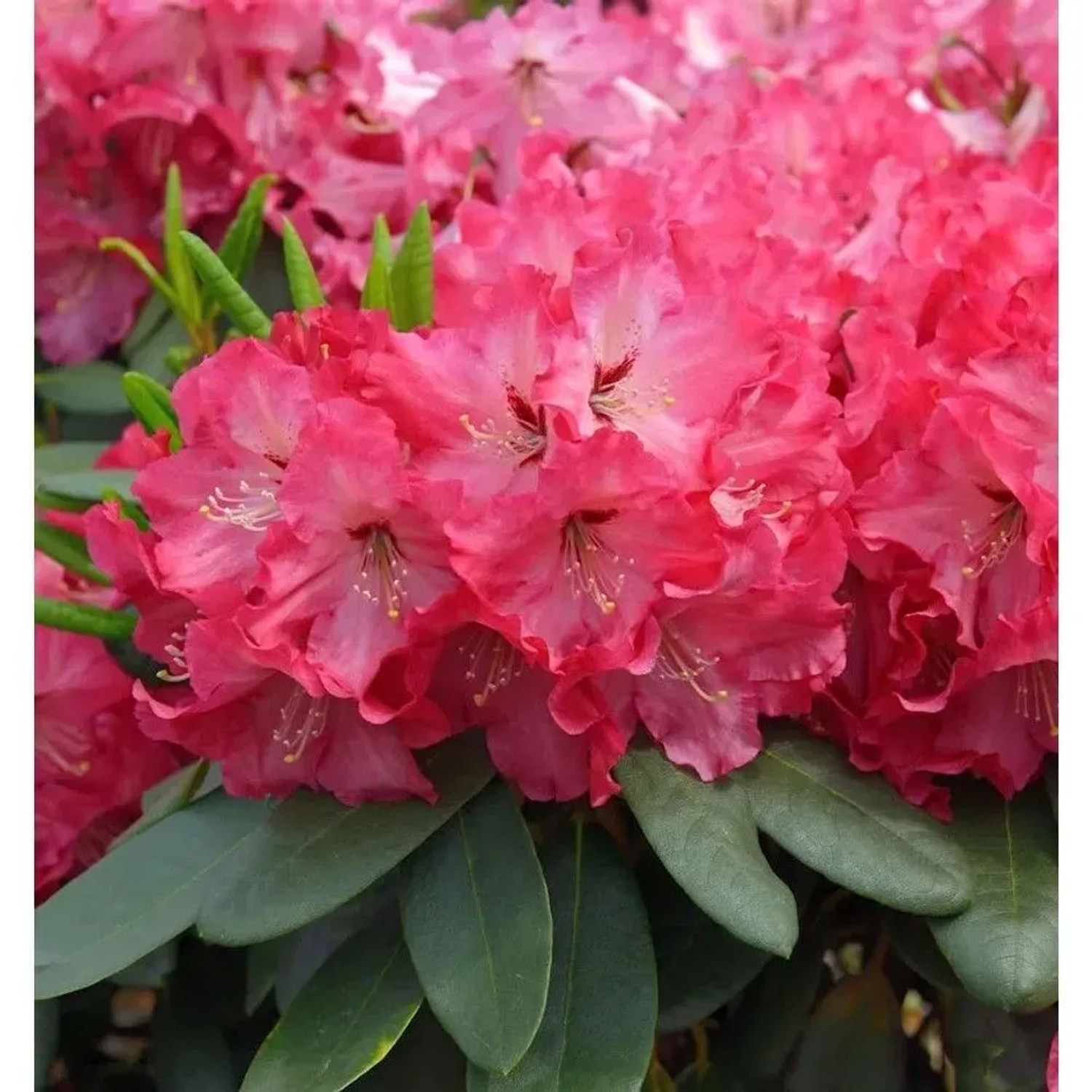INKARHO - Großblumige Rhododendron Tripsdrill 30-40cm - Alpenrose