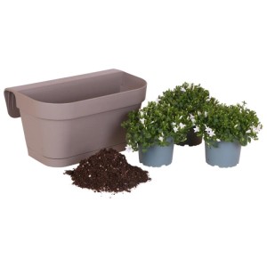 Balkonpflanzgefäß mit 3 weißen Glockenblumen (Campanula) im 12cm Topf und Blumenerde.