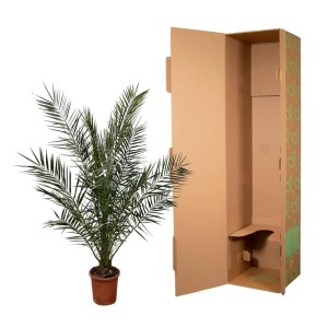 Kanarische Dattelpalme (Phoenix canariensis) im 27cm Topf, ca. 180cm hoch, mit Versandkarton.
