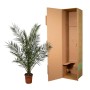 Kanarische Dattelpalme (Phoenix canariensis) im 27cm Topf, ca. 180cm hoch, mit Versandkarton.