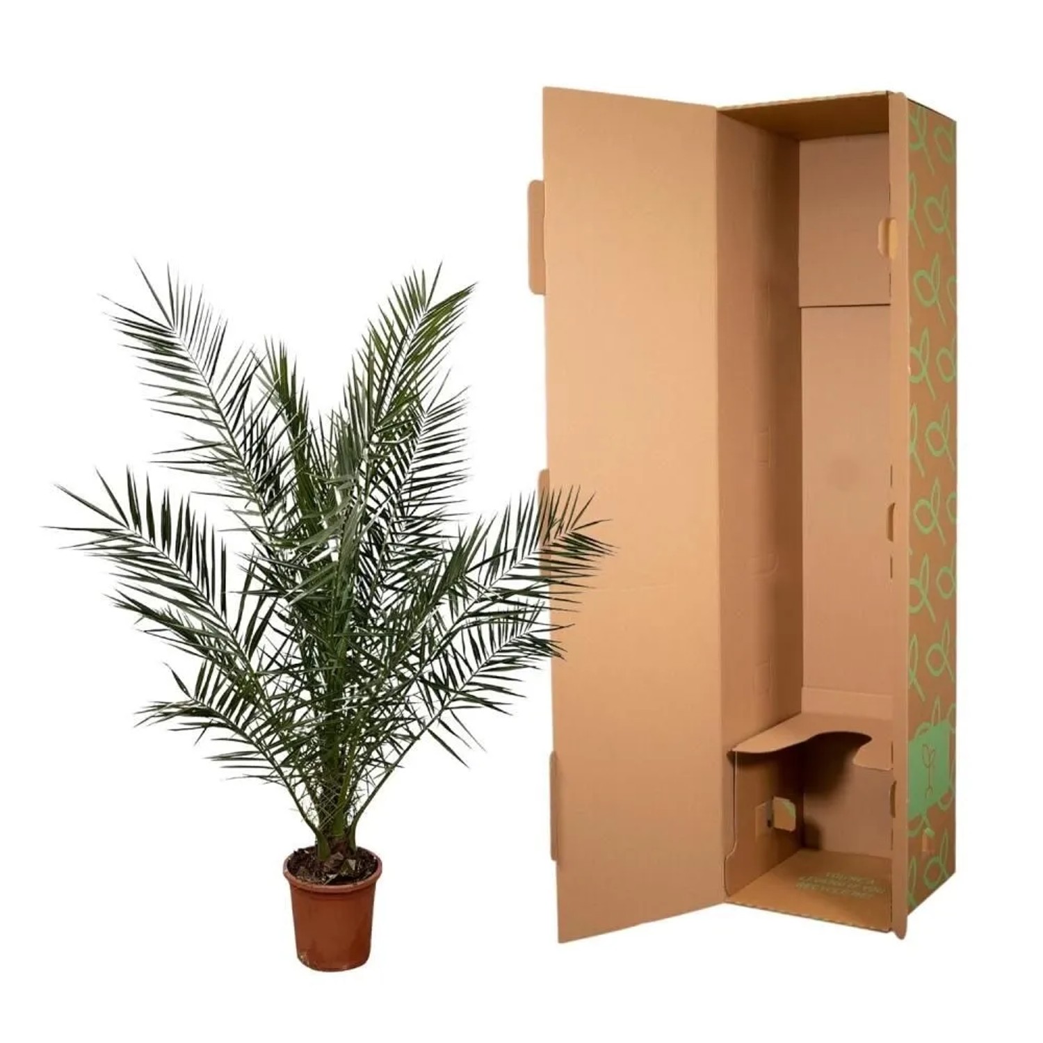 Kanarische Dattelpalme (Phoenix canariensis) im 27cm Topf, ca. 180cm hoch, mit Versandkarton.