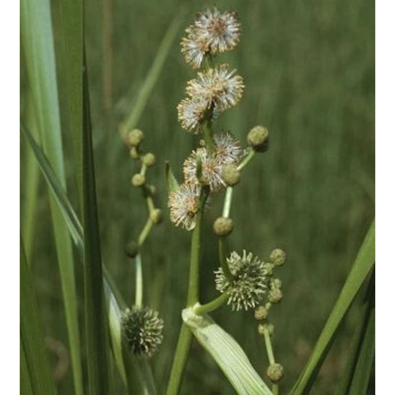 Aufrechter Igelkolben - Sparganium erectum günstig online kaufen