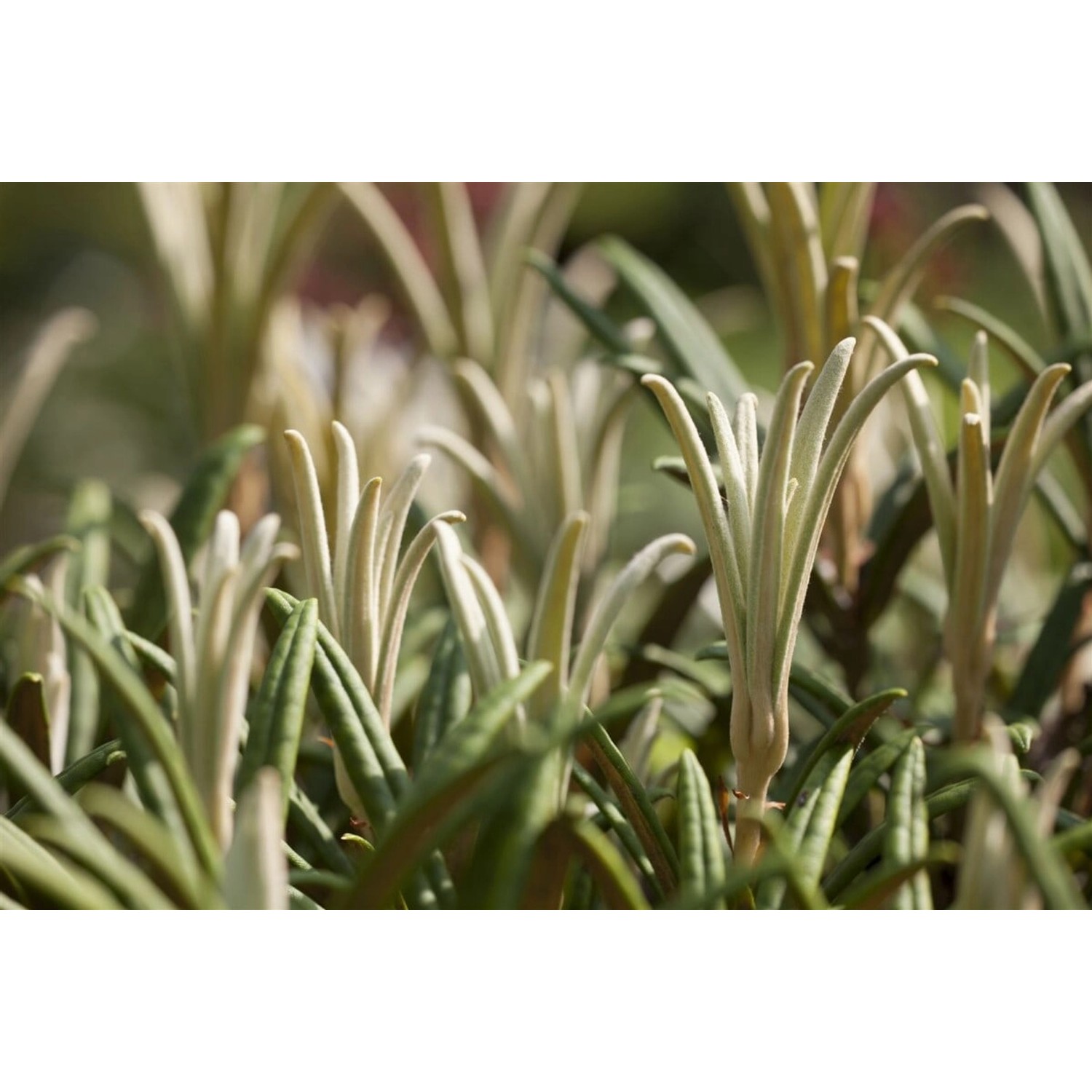 Rhododendron Makinoi Immergrün 100–120 cm günstig online kaufen