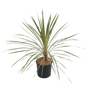 Keulenlilie 'Torbay Dazzler' im Topf, eine dekorative Kübelpflanze mit gestreiften Blättern.