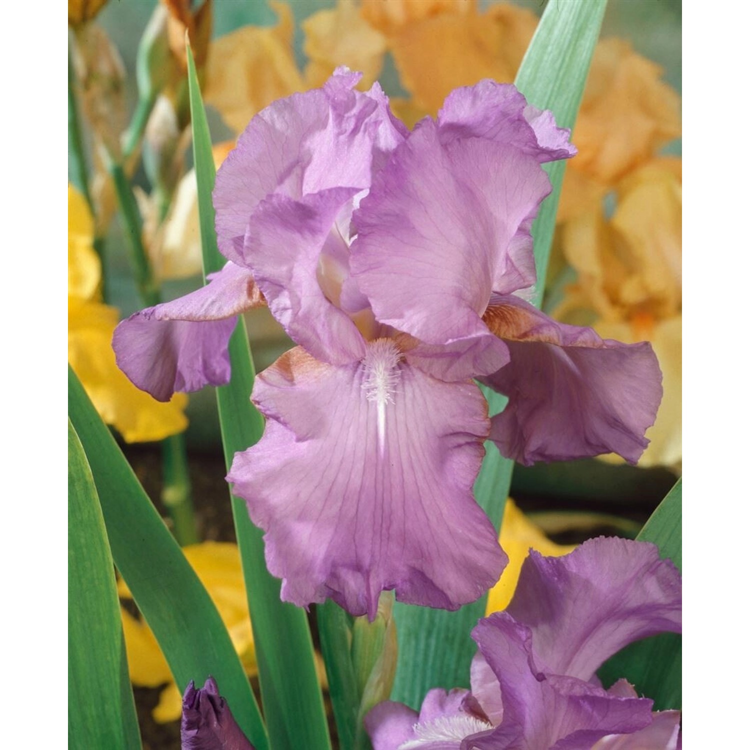 Iris X Barb.-Elat.'Amethyst Flame' Schwertlilie Ca. 11x11 cm Topf günstig online kaufen