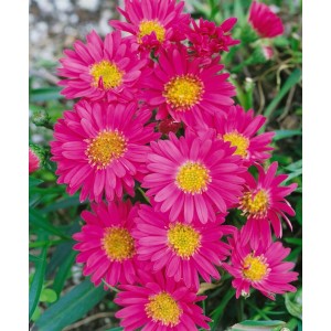 Glattblatt-Aster Novi-belgii im Topf, leuchtend rubinrote Blüten mit gelber Mitte.