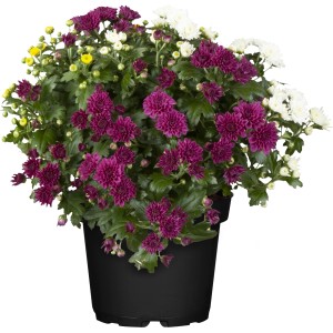 Herbst-Chrysantheme Trio im Topf mit lila, weißen und gelben Blüten.