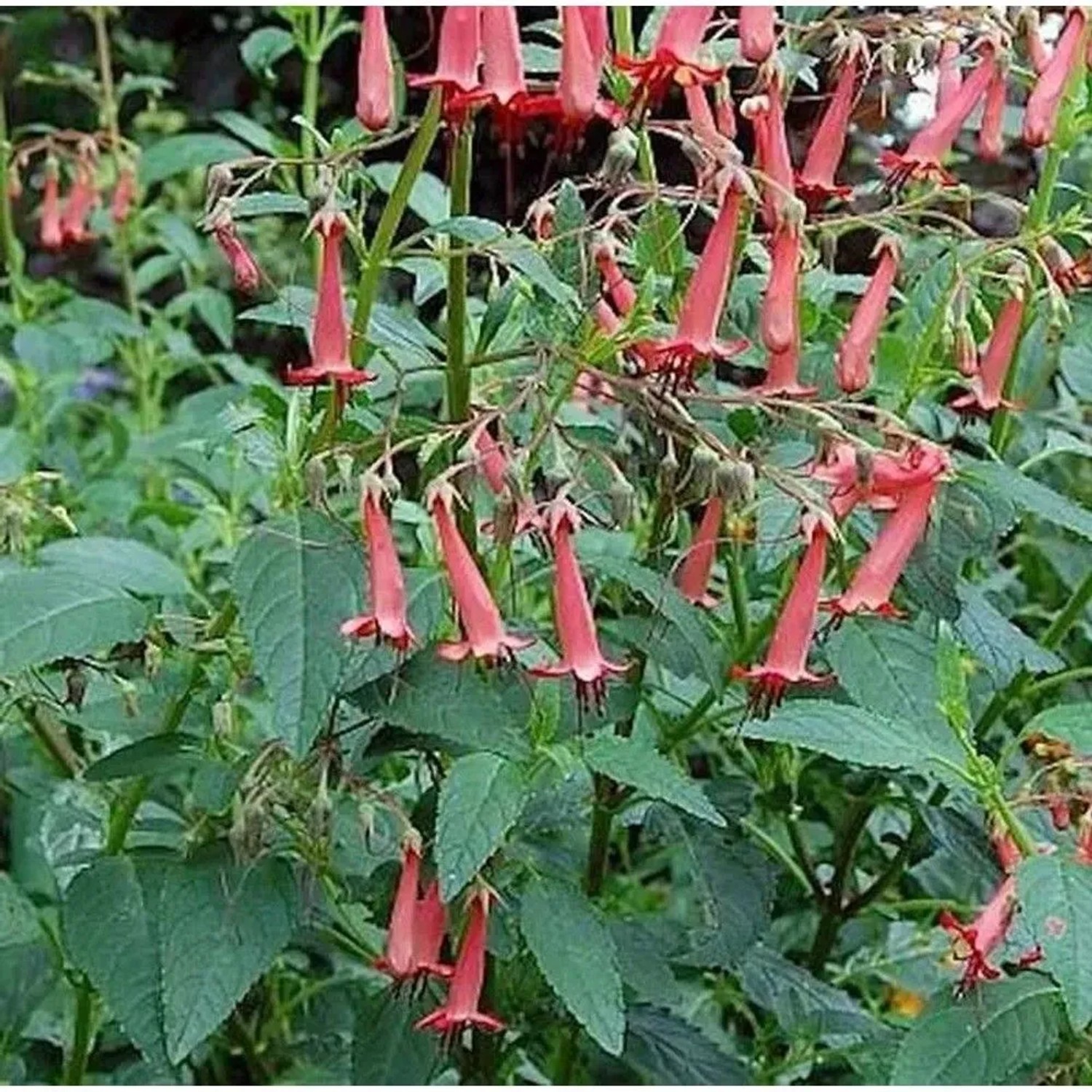 Bartfaden Cocconeus - Penstemon barbatus