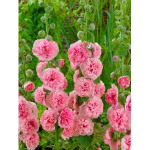 Stockrose 'Chaters Lachs' im Topf: Üppige, lachsfarbene Blüten der Alcea Rosea.