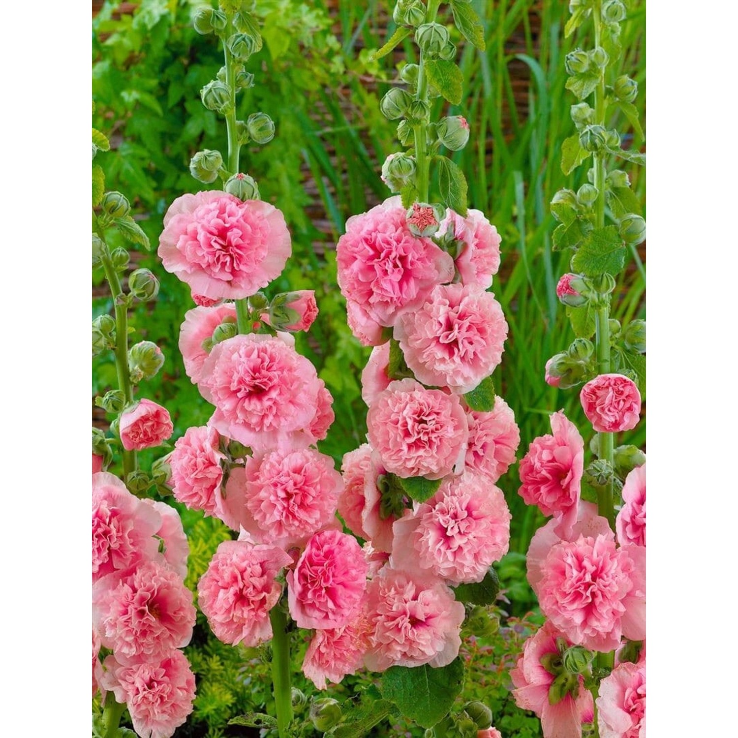 Alcea Rosea Stockrose Pleniflora Chaters Lachsrs Ca 9x9 cm Topf günstig online kaufen