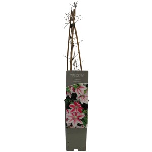 Waldrebe John Paul ll im Topf, ca. 40-60 cm hoch, mit weiß-pink gestreiften Blüten.