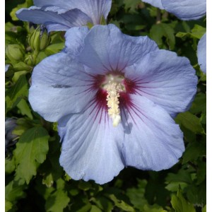 Nahaufnahme einer einzelnen, blauen Blüte des Garteneibisch 'Oiseau Bleu'.
