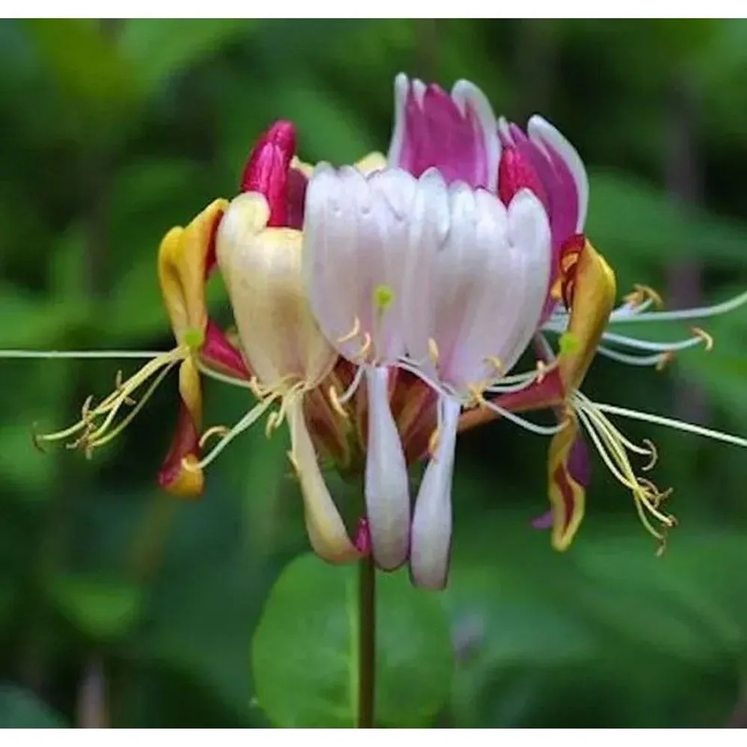 Geißschlinge America Beauty 80-100cm - Lonicera heckrottii