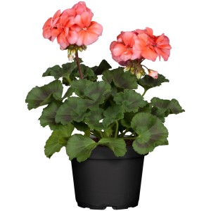 Stehende Geranie im Topf, rosa Blüten, grüne Blätter. Beliebte Balkonpflanze.