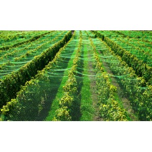 Grünes Aquagart Teichnetz über Pflanzenreihen als Schutz vor Laub und Tieren.