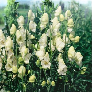 Aconitum Napellus Album, weiß blühender Eisenhut im Topf, ca. 11x11 cm.