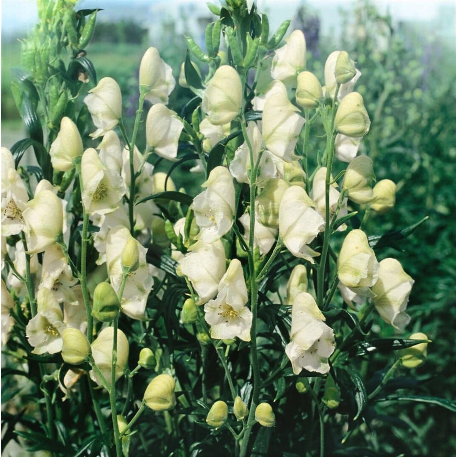 Aconitum Napellus Album Eisenhut Ca. 11x11 cm Topf günstig online kaufen