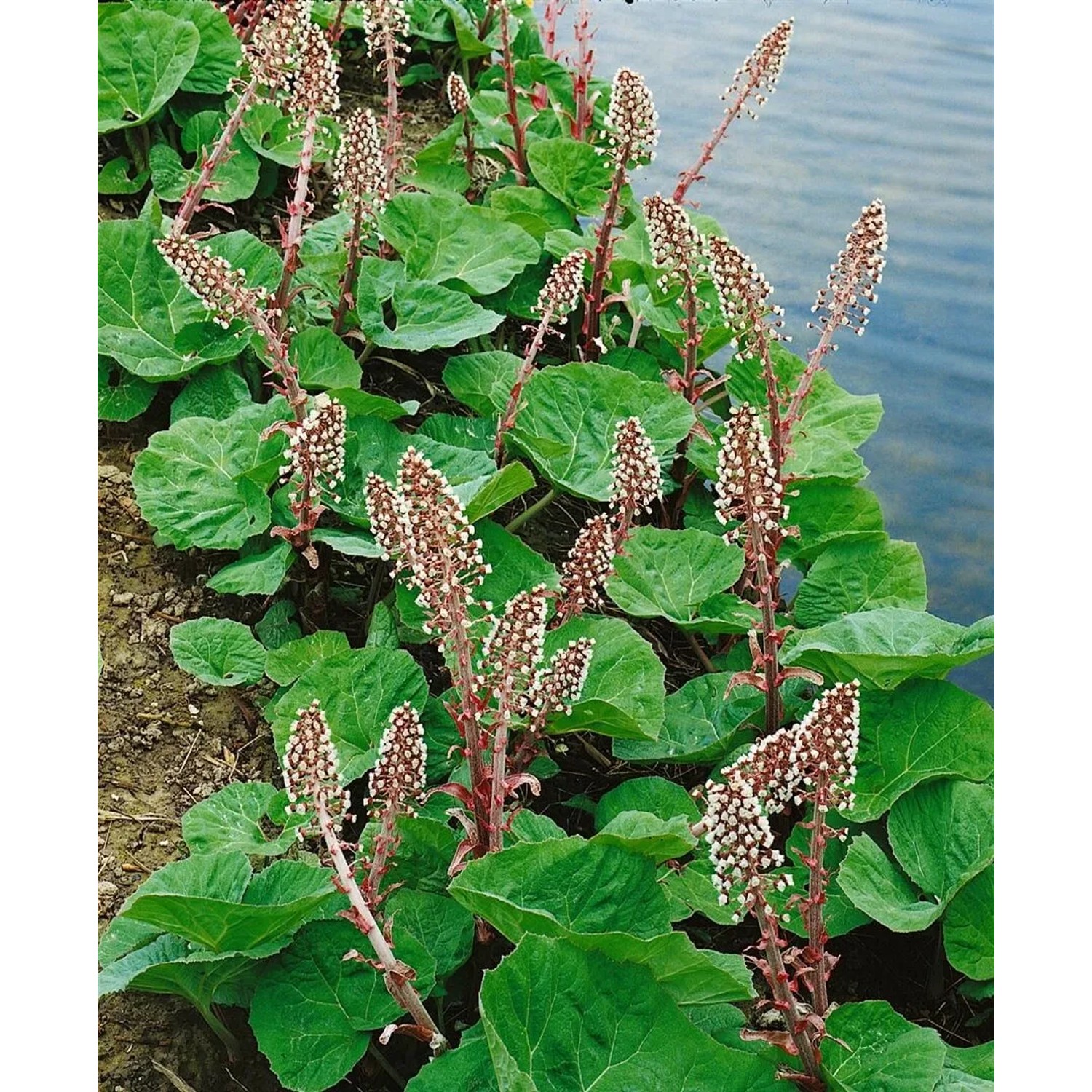 Foto der Gewöhnlichen Pestwurz (Petasites hybridus) mit rosa Blüten und grünen Blättern im 9x9 cm Topf.