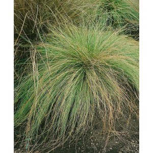 Carex Comans Mint Curls Ziergras, buschig, grün, ca. 9x9 cm Topf.