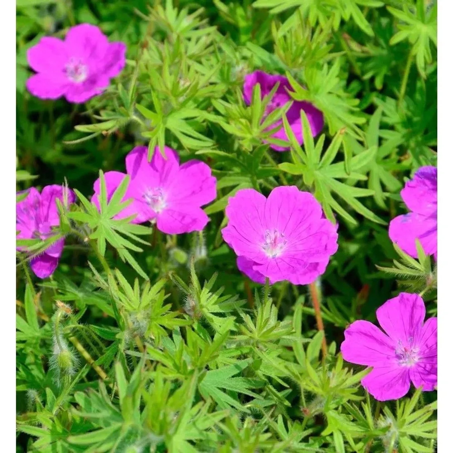 Storchenschnabel Elsbeth - Geranium sanguineum