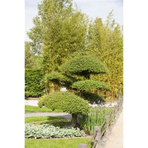 Formschnitt Taxus baccata (Eibe), 20-30 cm, im Garten. Immergrüne Heckenpflanze als Zierbaum.