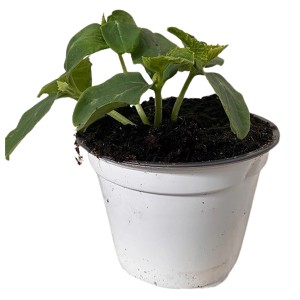 Junge Einlegegurke (Cucumis sativus) im Topf, ideal für den Garten oder Balkon.