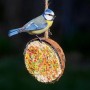 Blaumeise frisst von gefüllter Kokosnusshälfte. Vogel-Ergänzungsfutter zum Aufhängen für Wildvögel im Garten.