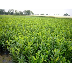 Feld mit vielen Prunus laurocerasus 'Novita' Heckenpflanzen, 40-60 cm hoch.