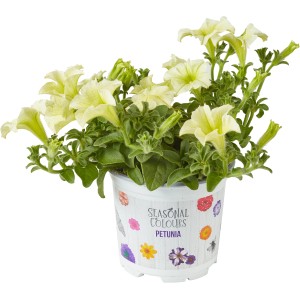 Helle Petunie Summer Survivors im Topf, Farbenauswahl, ca. 12 cm Topf-Ø.