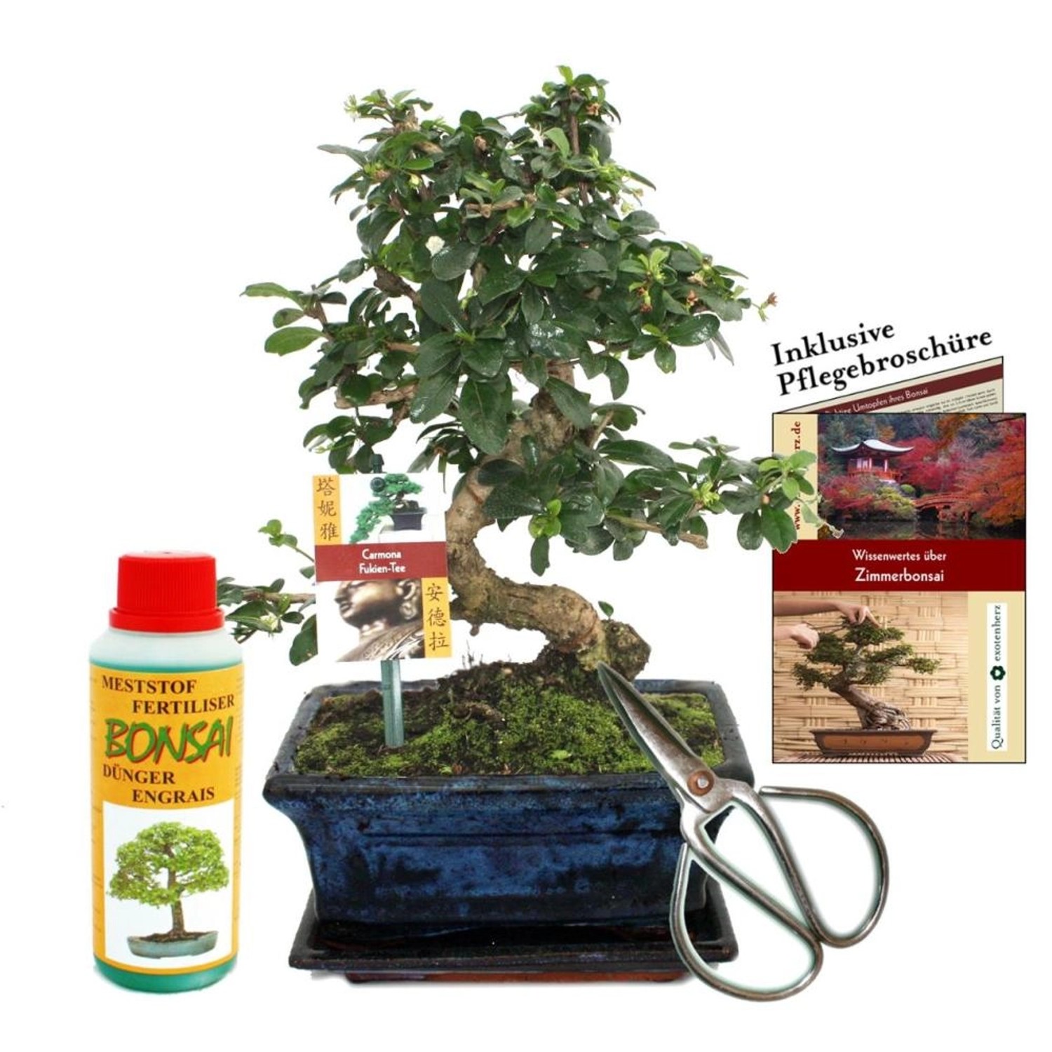 Exotenherz Geschenkset Bonsai Carmona Fukientee ca. 8 Jahre Alt Anfänger-Set