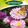 Quedlinburger Juliaster Mischung mit rosa und lila Blüten, eine mit Schmetterling.