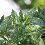 Japanische Aukube 'Crotonifolia' mit grün-gelb gefleckten Blättern, Nahaufnahme.