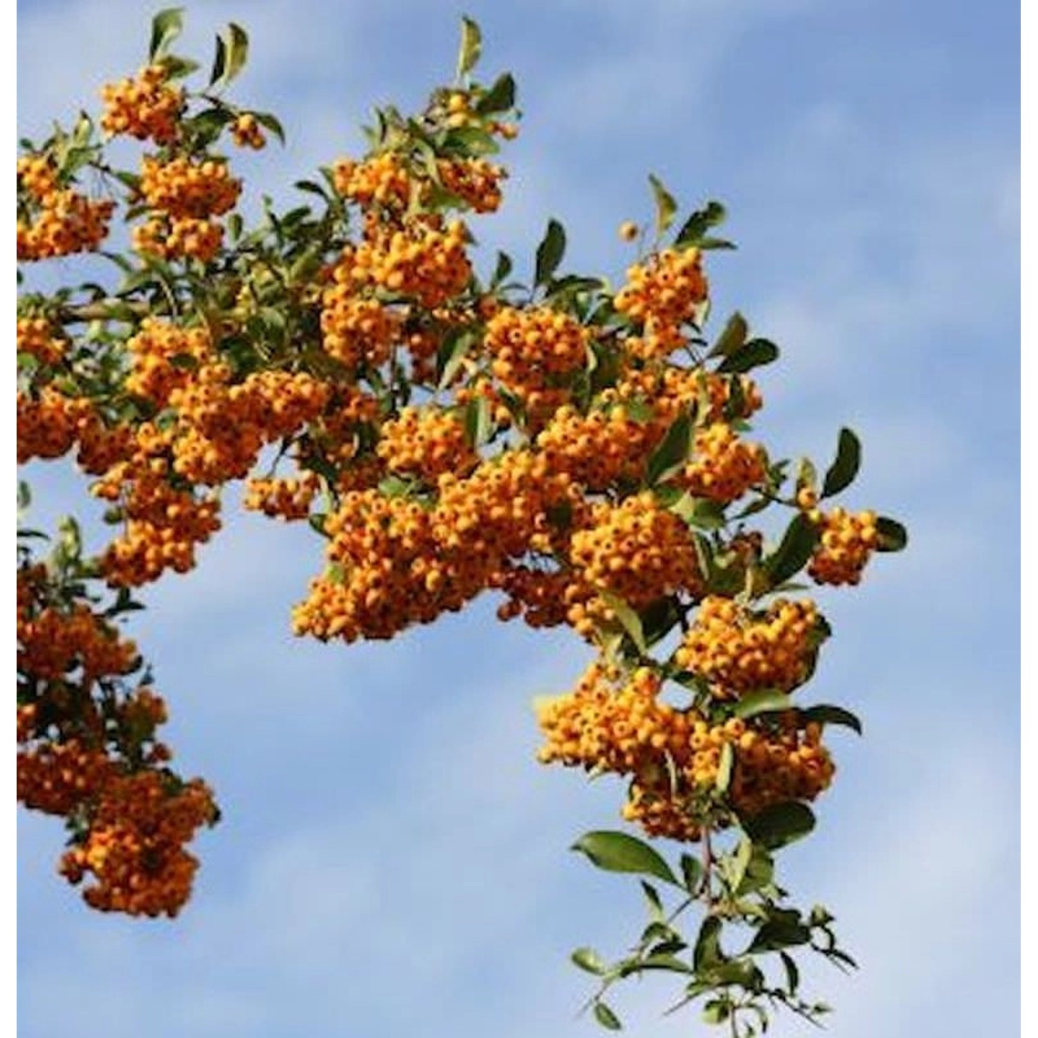 Feuerdorn Sahpyr Jaune 80-100cm - Pyracantha günstig online kaufen