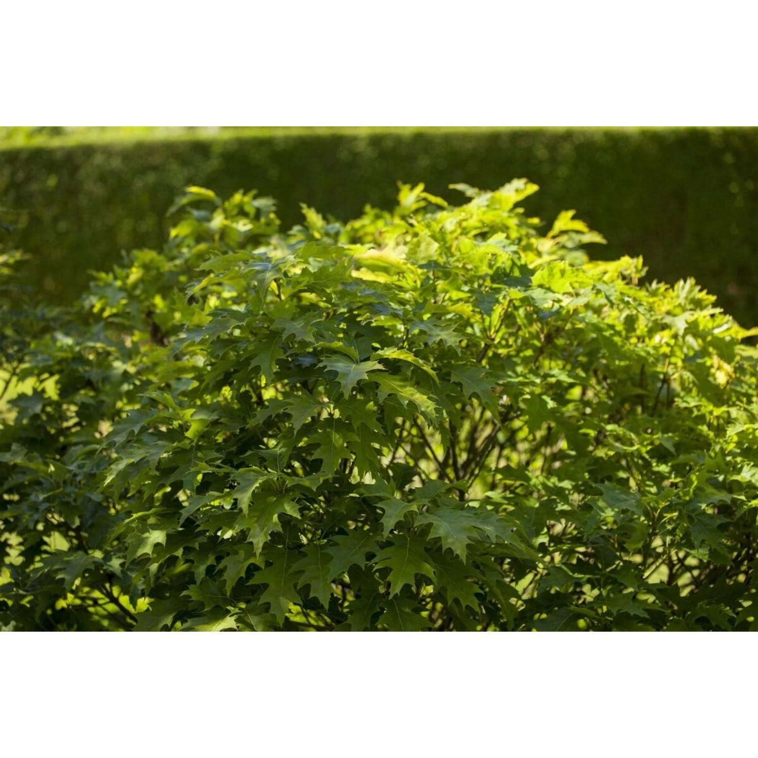 Quercus Palustris Isabel Sumpf-Eiche 60 cm Stammhöhe günstig online kaufen