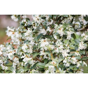 Detailaufnahme der Duftblüte Osmanthus Burkwoodii mit weißen Blüten und grünen Blättern.