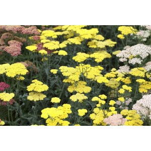 Goldgelbe Schafgarbe 'Moonshine' (Achillea clypeolata) im 9x9 cm Topf.