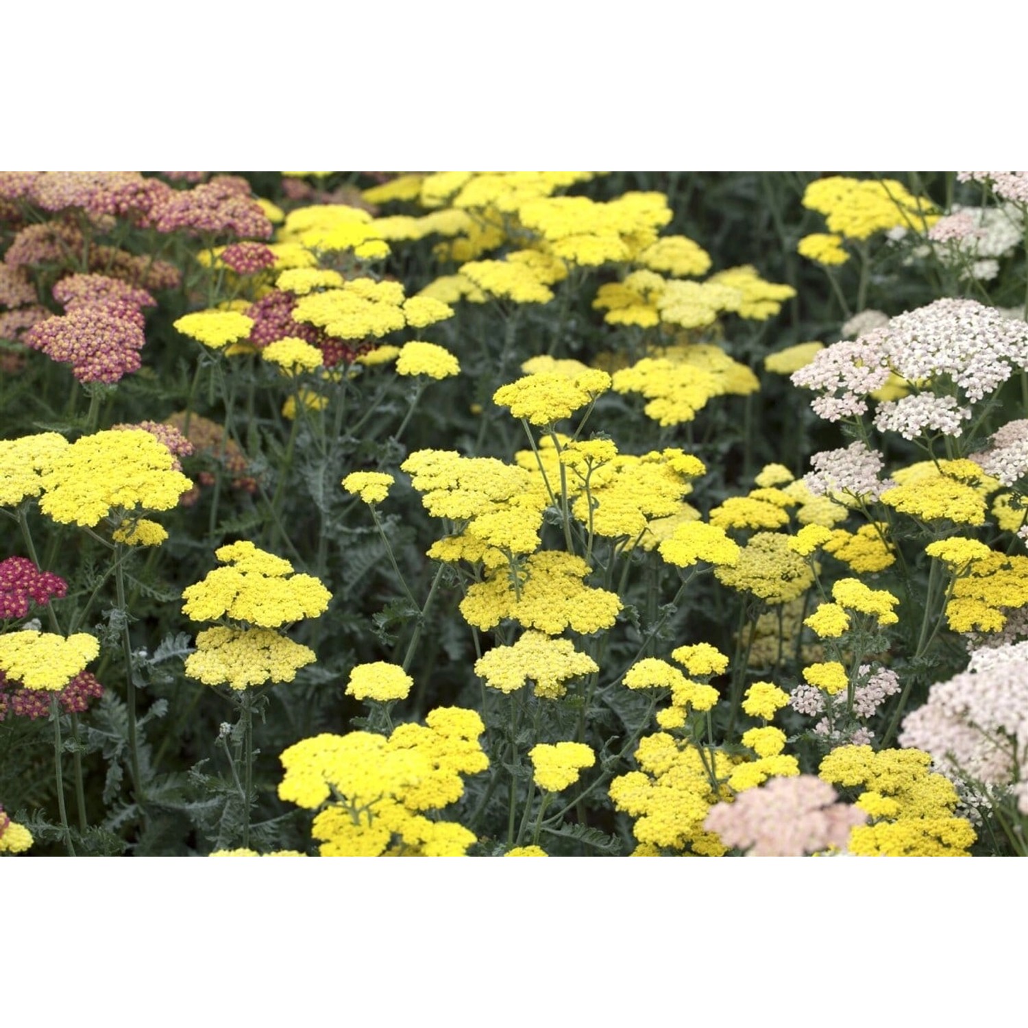 Achillea Clypeolata Moonshine Goldgarbe Ca. 9x9 cm Topf günstig online kaufen