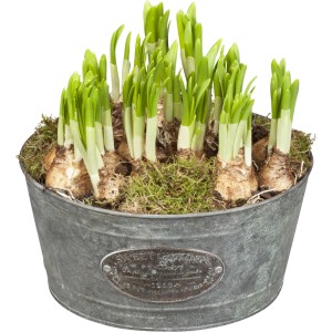 Zwiebelschale mit Narzissen, Zierlauch oder Tulpen im Topf, ca. 16 cm Durchmesser, für die Frühjahrsbepflanzung.