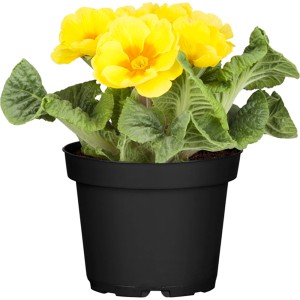 Gelbe Echte Schlüsselblume im Topf, eine farbenfrohe Frühjahrsbepflanzung von GROW by OBI.