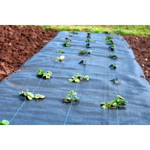 Schwarze Aquagart Unkrautfolie (2m breit) mit Pflanzreihen im Gartenbeet.