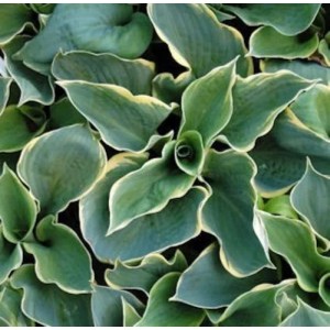 Grünblattfunkie 'Pizzazz' (Hosta sieboldiana) mit grün-weiß panaschierten Blättern.