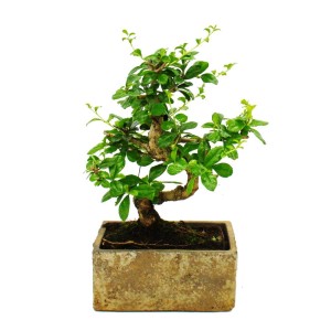 Exotenherz Bonsai (Carmona), 6 Jahre alt, in Steinoptik-Keramik für Zimmer.
